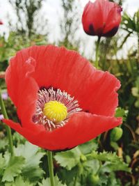 Close-up of poppy blooming outdoors