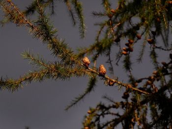 Low angle view of bird perching on tree against sky