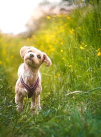 Dog standing on grassy field