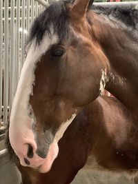 Close-up of horse in stable