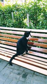 Black cat sitting on plant