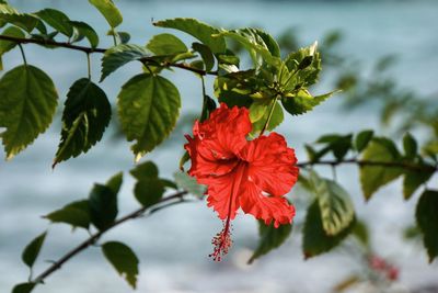 Close-up of red hibiscus blooming outdoors