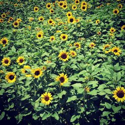 Full frame of yellow flowers blooming in field
