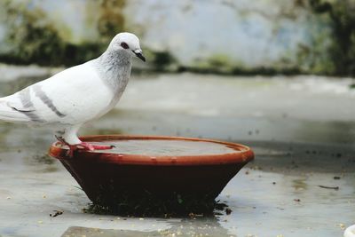 Seagull perching on wood