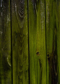 Full frame shot of tree trunk