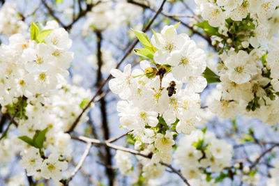 Close-up of insect on white cherry blossom