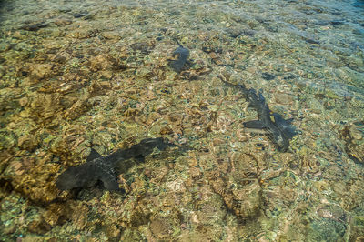 High angle view of fishes swimming in sea