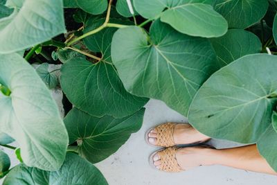 High angle view of person on leaves