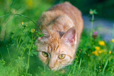 Portrait of cat on field