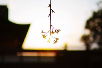 Close-up of flowers hanging outdoors