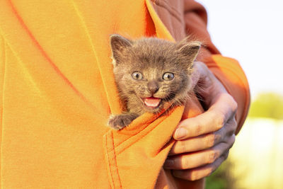 Gray cat in hands. kitten smiling sitting in the pocket of orange clothes. copy space