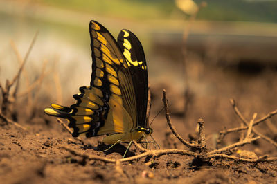 Close-up of butterfly on the ground