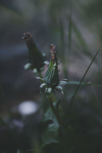 Close-up of dandelion