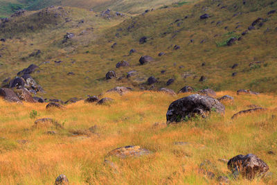 View of sheep grazing in field