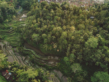 High angle view of trees in forest