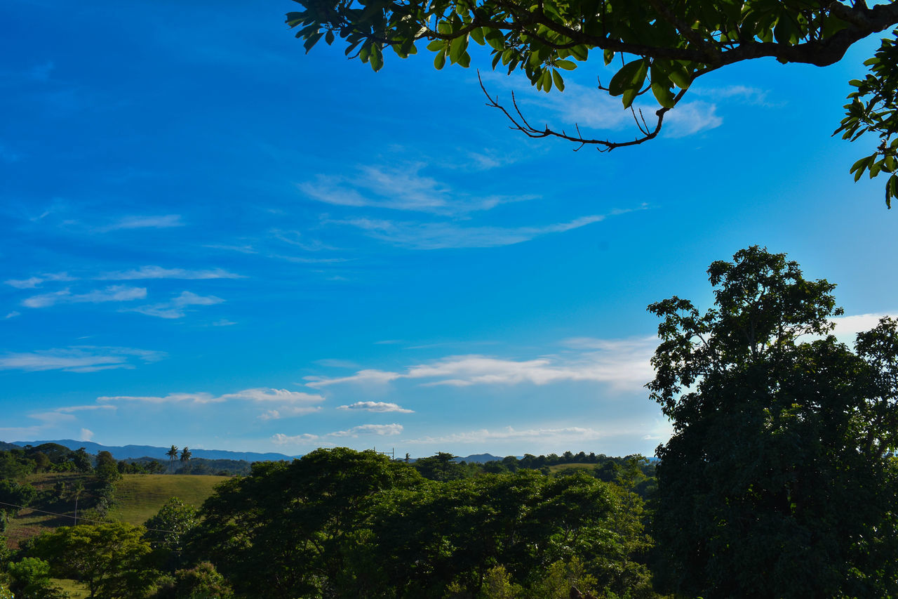 LOW ANGLE VIEW OF TREES ON LANDSCAPE AGAINST SKY