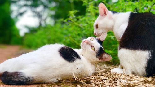 Evil white cat staring in the eye