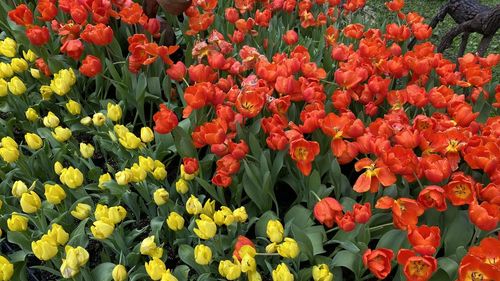 Close-up of red tulips