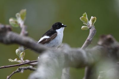 Close-up of bird perching on branch