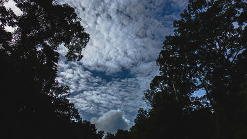 Low angle view of silhouette trees against sky