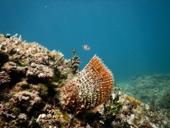 Close-up of coral in sea