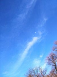 Low angle view of trees against blue sky