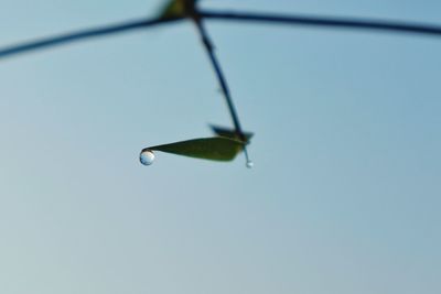 Close-up of water drop on leaf against sky