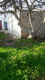 Flowers growing on field