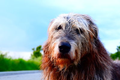 Close-up of an old irish wolfhound