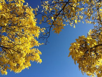 Low angle view of tree in autumn