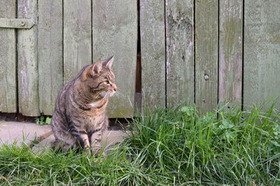 Cat sitting in front of garden shed