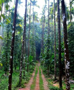 Panoramic view of trees in forest against sky