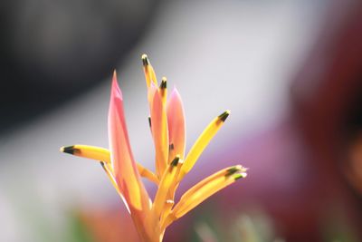 Close-up of yellow flower