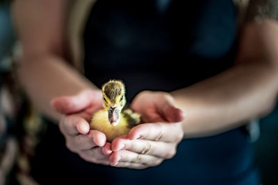 Midsection of person holding duckling