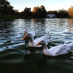 Swan swimming in lake