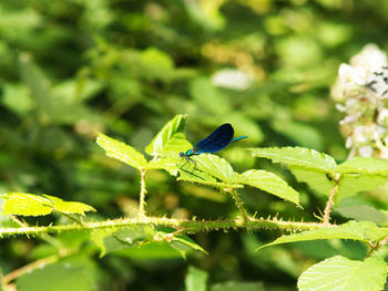 Close-up of grasshopper perching on plant