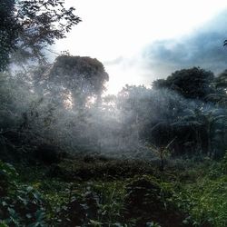 Trees in forest