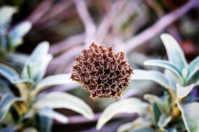 Close-up of purple flowering plant