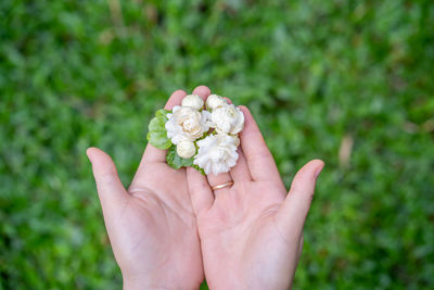 Woman's hands holding jasminum sambac, arabian jasmine, fragrant flower in garden.