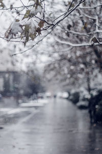 Close-up of snow on road against trees