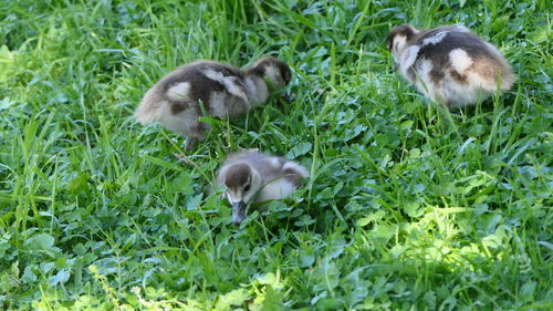 Sheep in a grass