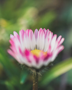 Close-up of pink flower blooming outdoors