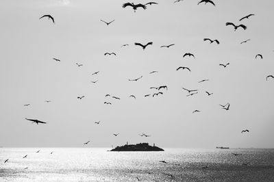 Flock of birds flying over sea