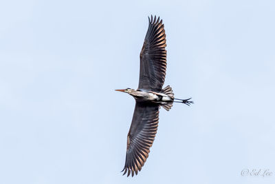 Low angle view of bird flying