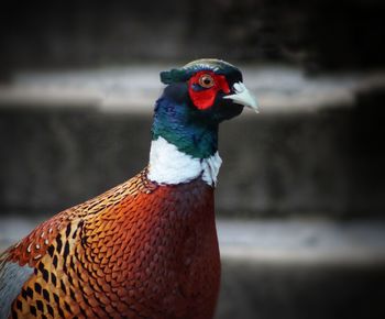 Close-up of a bird