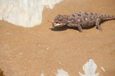 Close-up of crab on sand