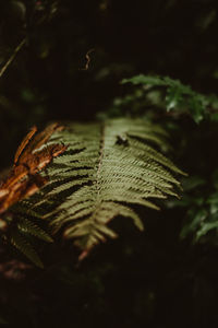 Close-up of dry leaves on tree