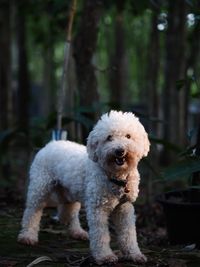 dog