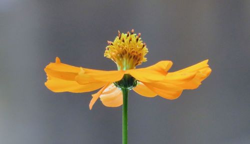 Close-up of yellow daffodil flowers against gray background