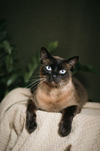 Close-up portrait of a cat at home